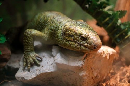 Corucia zebrata