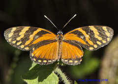 Eresia ithomioides alsina