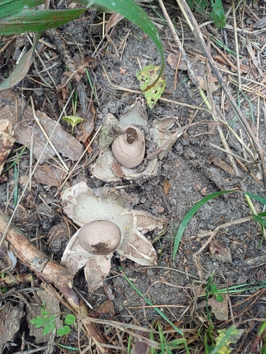 Geastrum rufescens