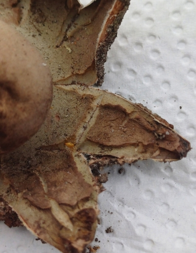Geastrum rufescens (Photo 2 of 4)