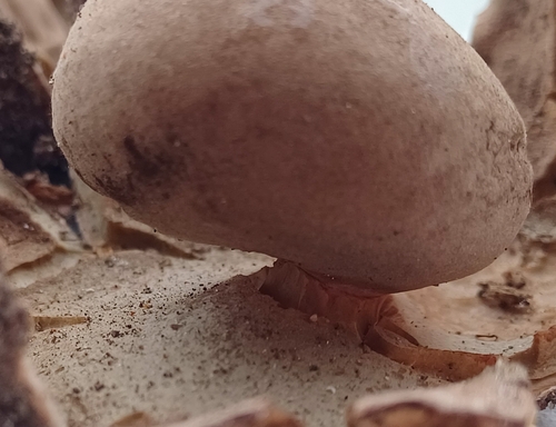 Geastrum rufescens (Photo 3 of 4)