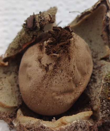 Geastrum rufescens (Photo 4 of 4)