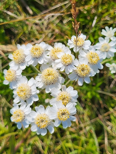 rebríček bertrámový (Achillea ptarmica)