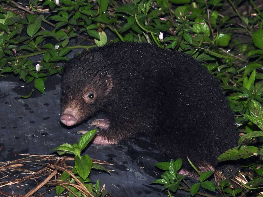 Palawan Stink Badger