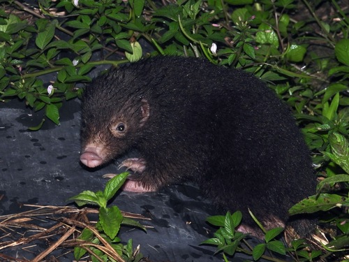 Palawan Stink-badger (Mydaus marchei) — Least Concern Mammalia