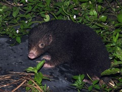Palawan Stink Badger photo 1