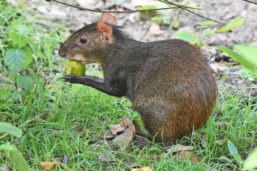 Red-rumped Agouti, photo 8 of 8