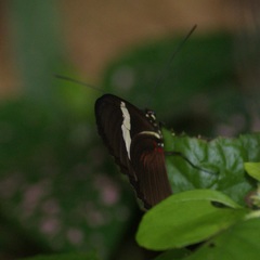 Heliconius himera