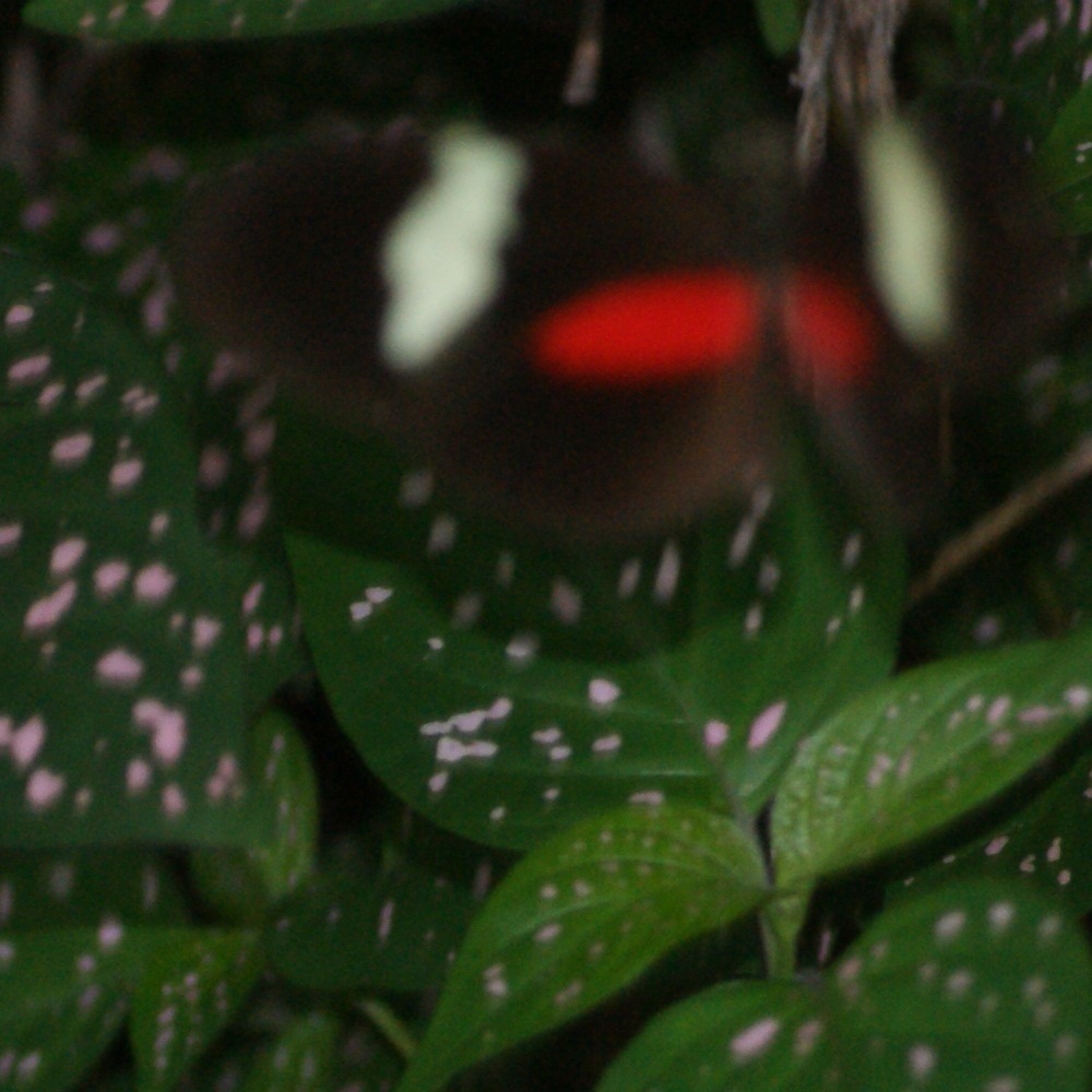 Heliconiini image