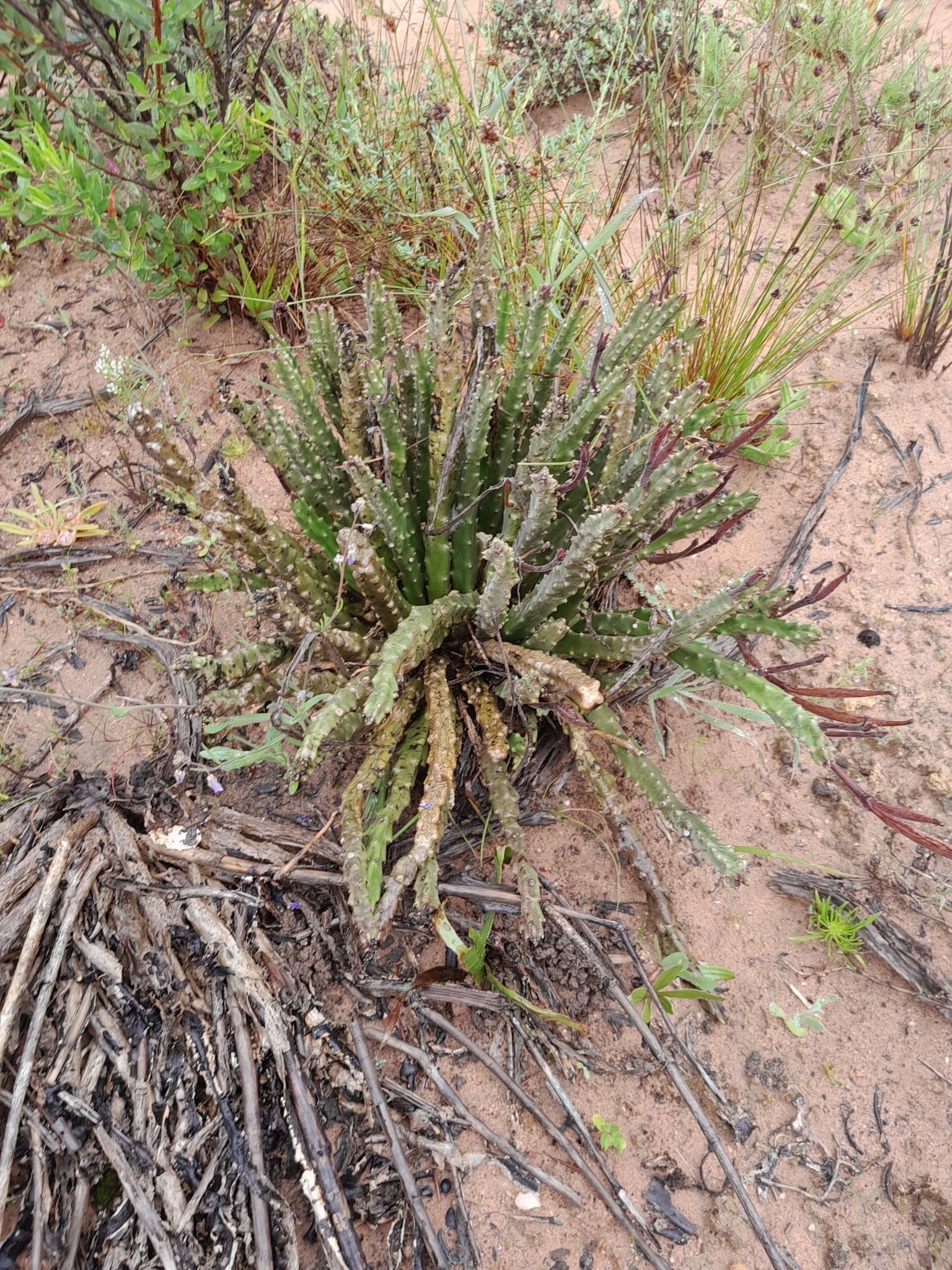Stapelia erectiflora