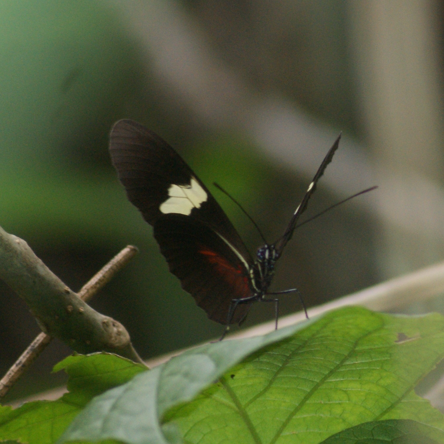 Heliconius himera image