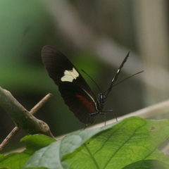 Heliconius himera