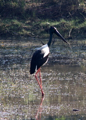 Ephippiorhynchus asiaticus