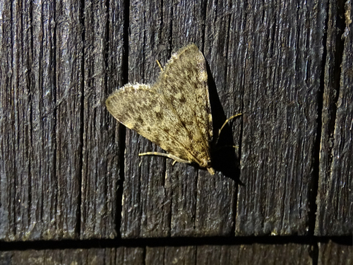 Aglossa pinguinalis