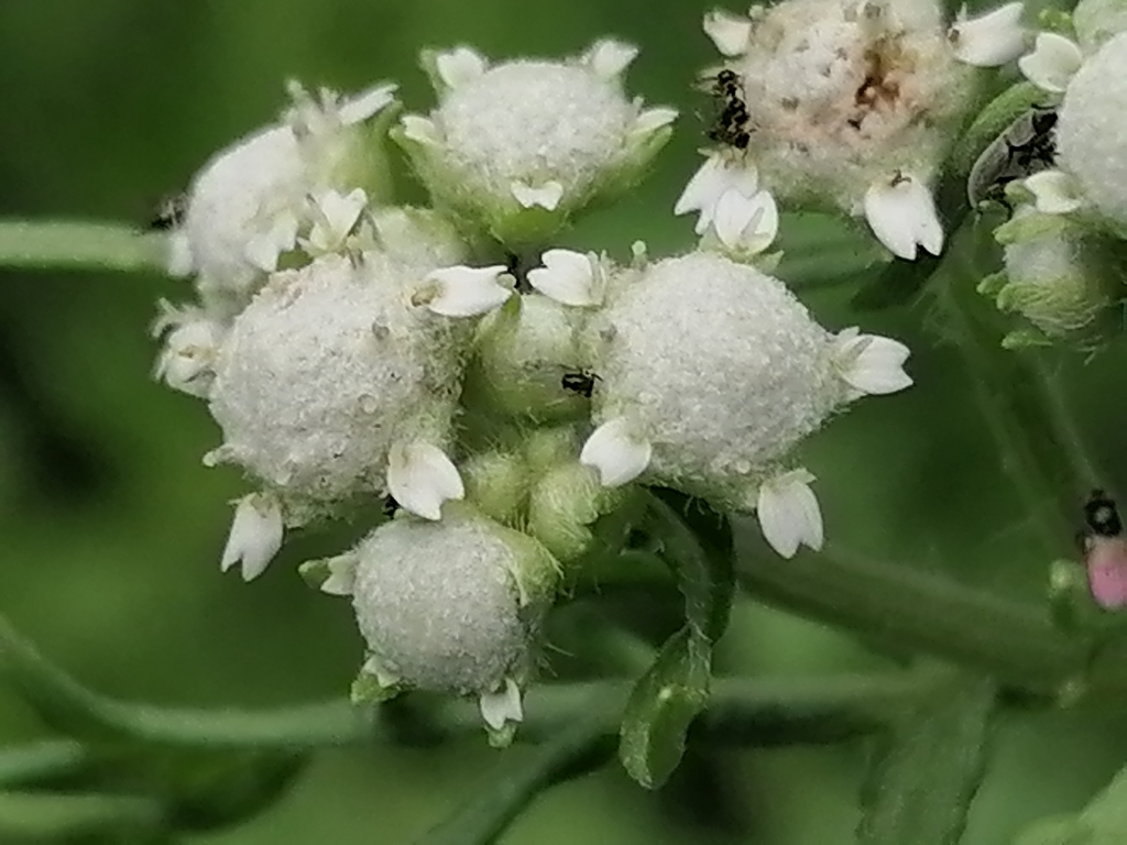 Parthenium bipinnatifidum