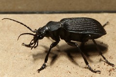 Calosoma planicolle