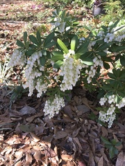 Pieris japonica