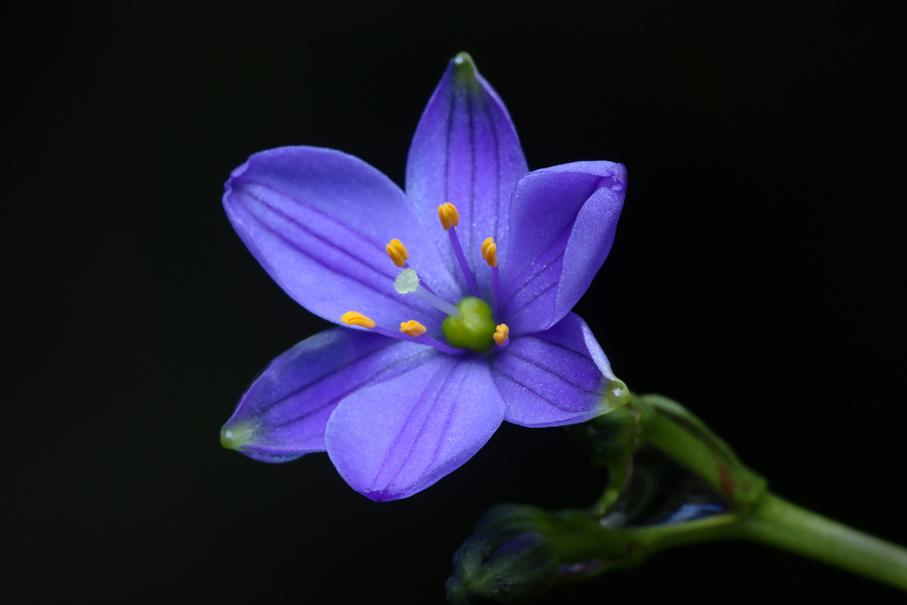 Chamaescilla