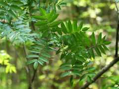 Sorbus sambucifolia