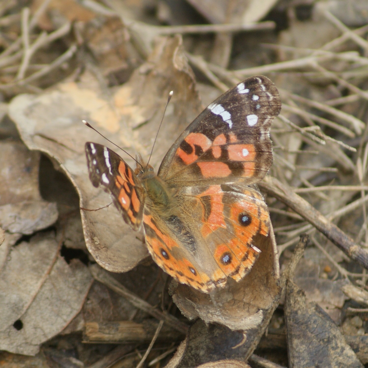 Vanessa braziliensis image