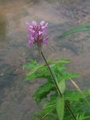 Stachys aspera