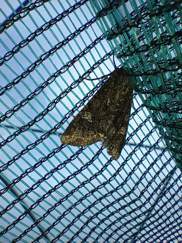 Cabbage Moth, 1761 AH Anna Paulowna, Netherlands, photo 7 of 10