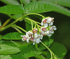 Sorbus sambucifolia
