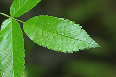 Sorbus sambucifolia