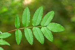 Sorbus sambucifolia