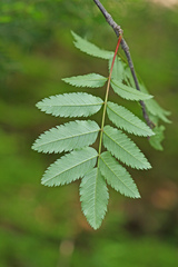 Sorbus sambucifolia