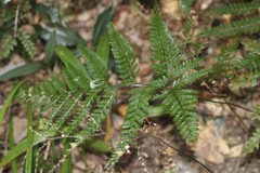 Lastreopsis marginans