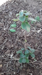 Mandevilla lanuginosa