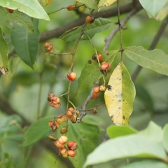 Anacardiaceae