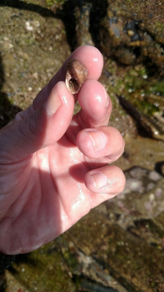 banded tegula