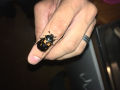 Oryctomorphus bimaculatus