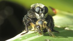 Mallophora ruficauda