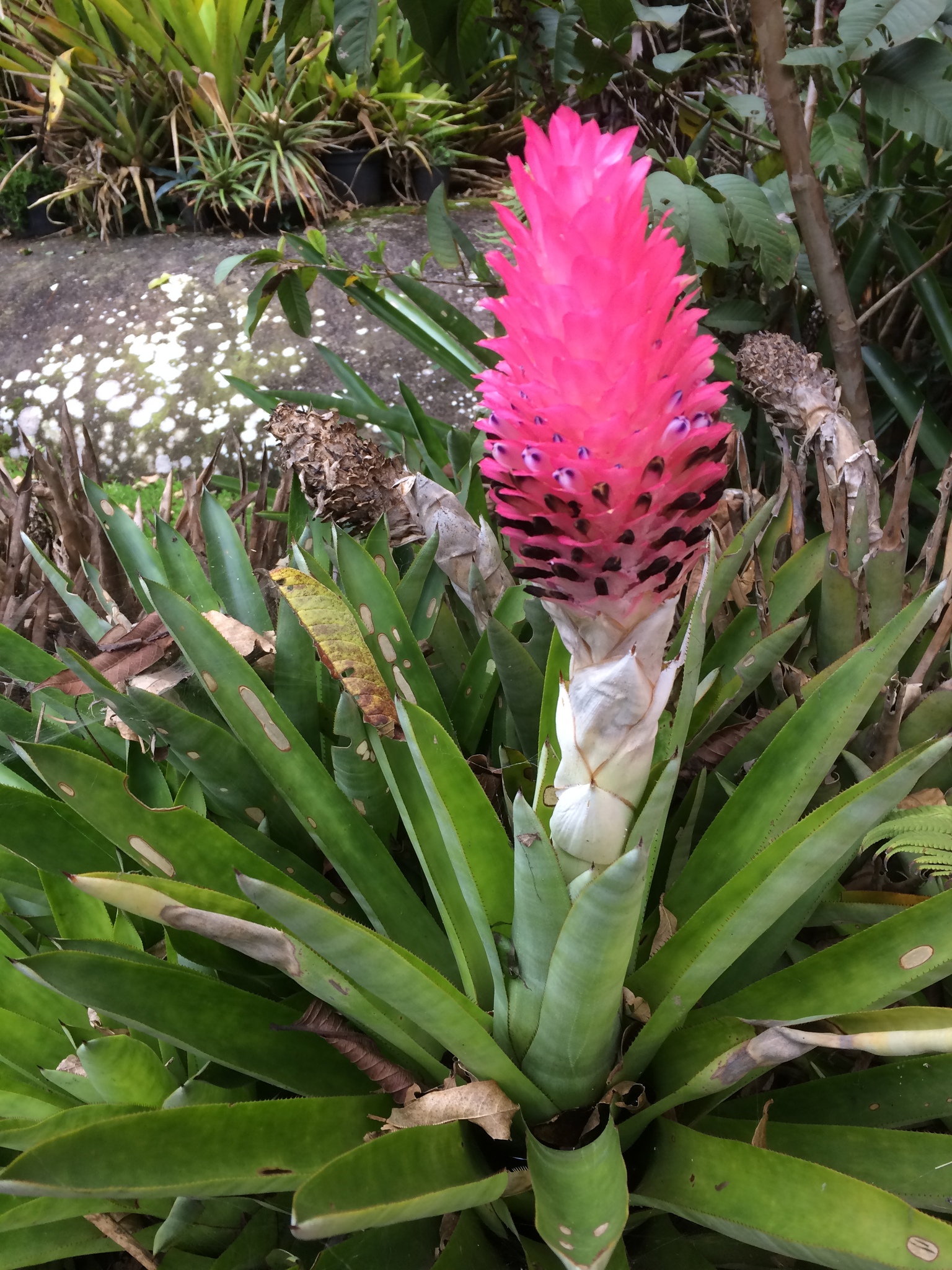 Quesnelia testudo