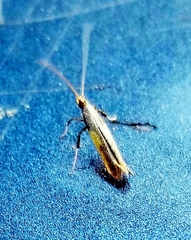 Caloptilia azaleella