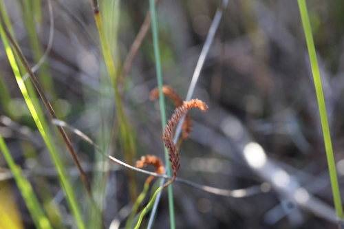 Image of Comb Fern (Schizaea fistulosa) by (c) Em Lamond, some rights reserved (CC BY)