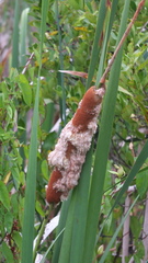 Typha orientalis