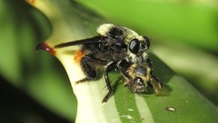 Mallophora ruficauda