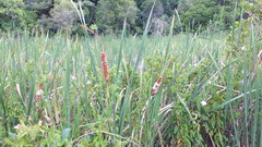 Typha orientalis