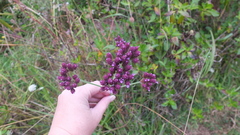 Verbena