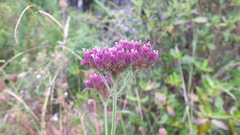 Verbena