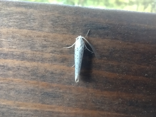 priadzovec čremchový (Yponomeuta evonymella)