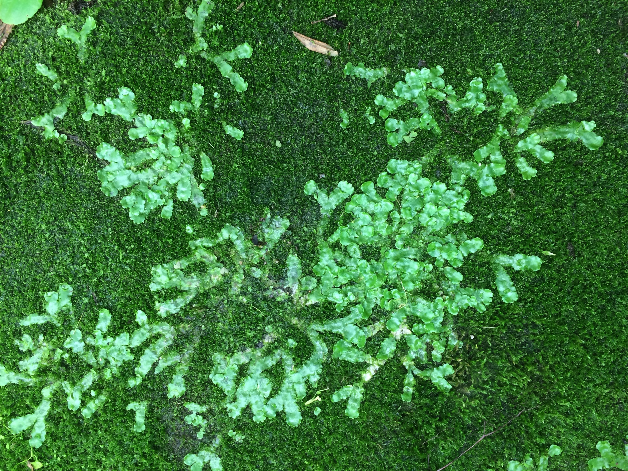 Lunularia cruciata