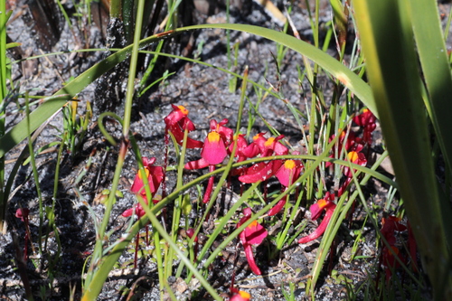 Image of Utricularia menziesii by (c) Em Lamond, some rights reserved (CC BY)