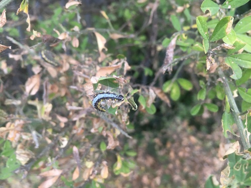 Uresiphita gilvata