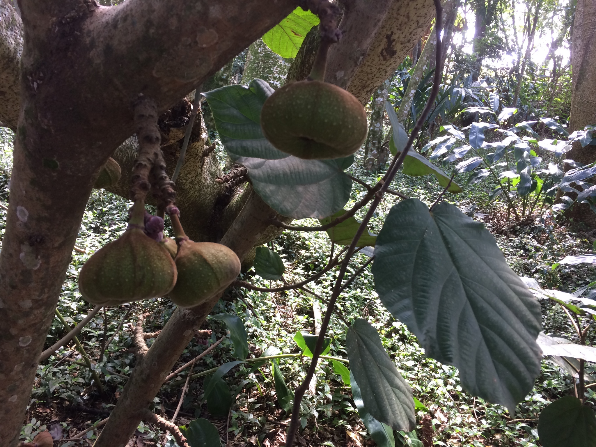 Ficus auriculata