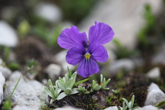 Viola oreades